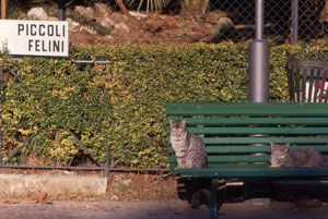 foto di due gatti sulla panchina dello zoo con una scritta sopra "picccoli felini"